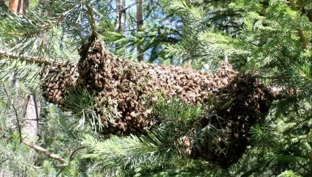 Как да премахнете рояк пчели от високо дърво (съвети)