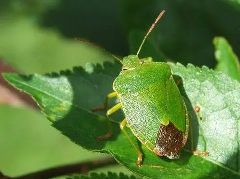 Bug scut, sau scut de lemn verde