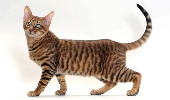 toyger