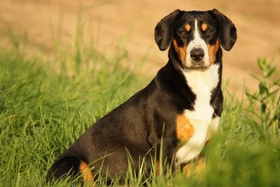 Entlebucher Sennenhund голям преглед на породата (снимка и видео)