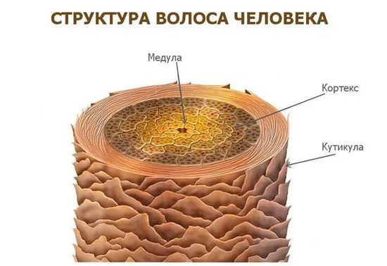 коса