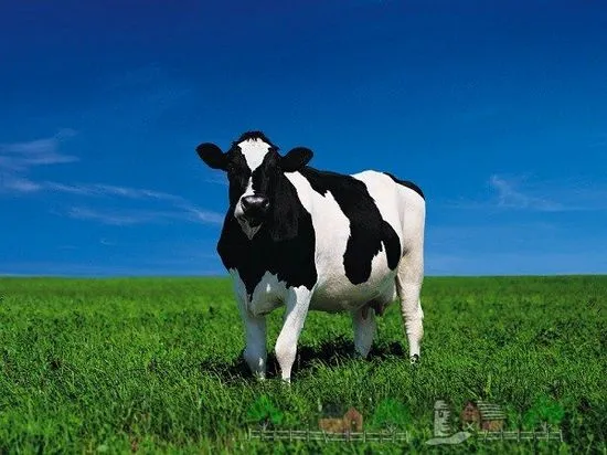 Prezentare generală a rasei de vaci Holstein, caracteristicile și fotografiile acestora