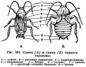 голяма