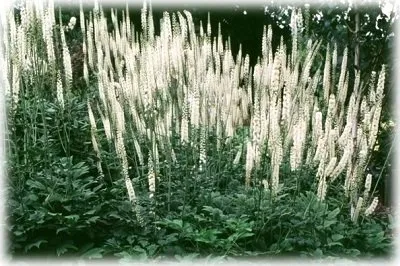 Clopogon засаждане и грижи в открита земя, методи за декориране на сайта