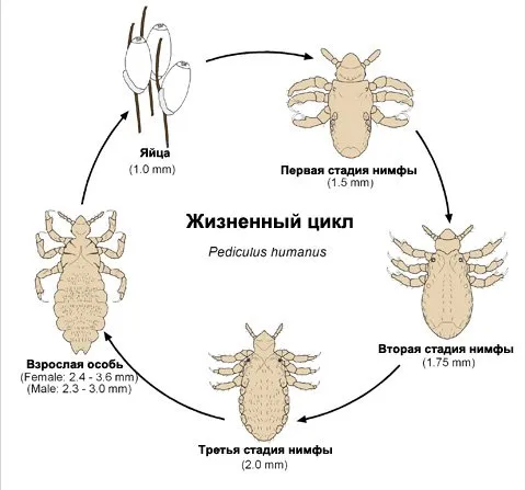 въшките