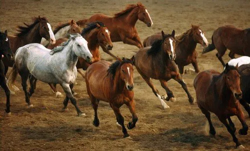 Descrierea calului sălbatic Mustang, origine