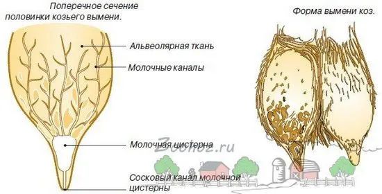 Козе виме, неговата структура, грижа, снимка и видео преглед