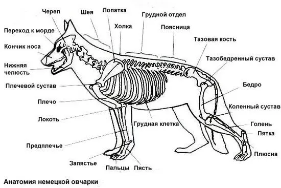 овчарка