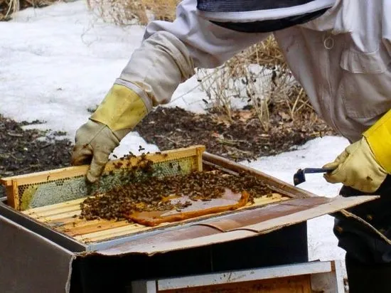 Приготвяне на захарен крем за пчели, рецепта и видео