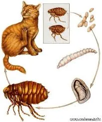 Предават ли се котешки бълхи?човек как да се предпази от тях