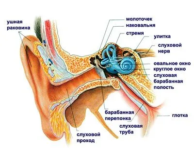 Защо стреля в ухото