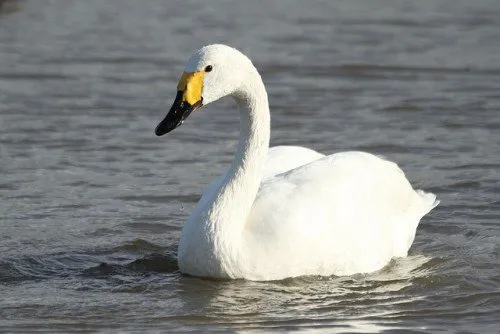 Lebăda mică (tundra), descrierea rasei, fotografie