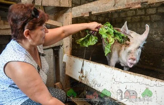 Отглеждане и отглеждане на свине в домашни условия