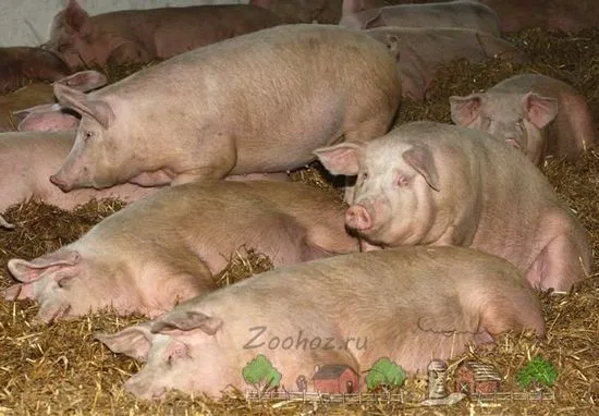 Creșterea de porci în Republica Belarus prezentare generală și fotografie