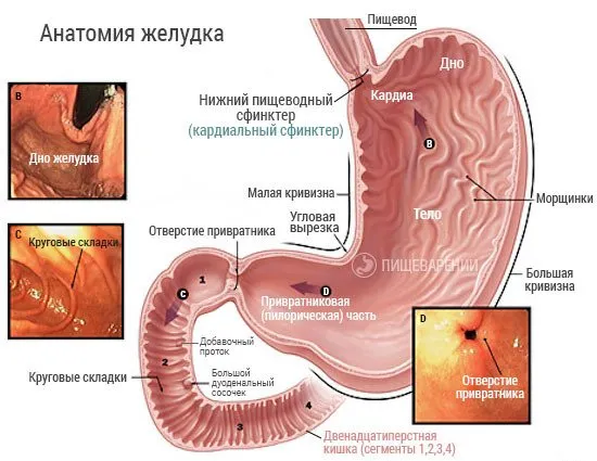 Недостатъчност на кардията на стомаха (сърдечна маса) какво е това