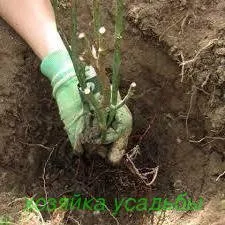 Правилно засаждане на храстови рози на сайта.