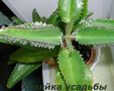 Kalanchoe, reproducere prin butași, frunze, descendenți.