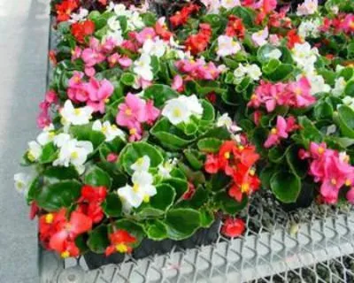 Begonia ampelna от семена, отглеждане и грижи.