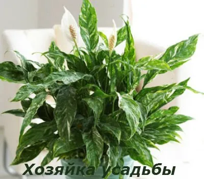 Spathiphyllum, трансплантация след покупка, през есента, през зимата.