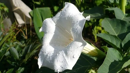 Datura Дяволска трева. Отглеждане и размножаване