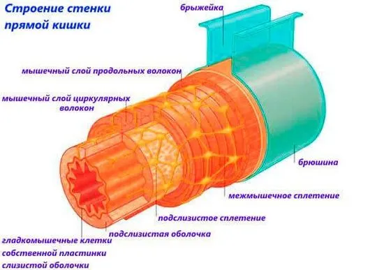 Как изглежда ректума отвътре