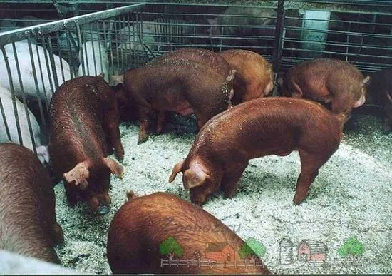 Prezentare generală a rasei de porci Durok, caracteristicile și fotografiile acestora