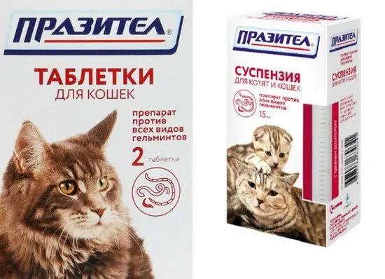 котенца