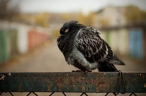 Ornitoza la porumbei simptome și tratament