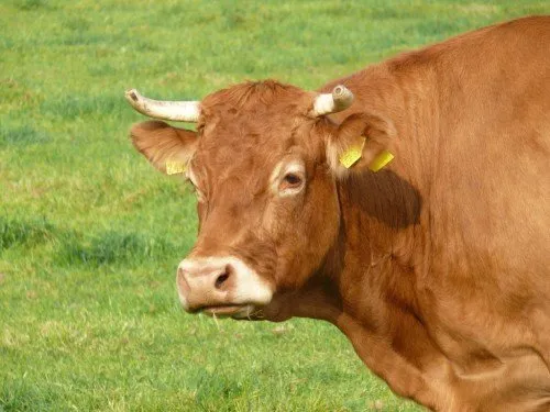 Revizuirea rasei de vaci și tauri Limousin, foto