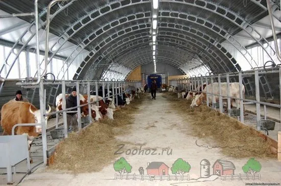 Mini-ferme pentru vaci recenzie foto și video