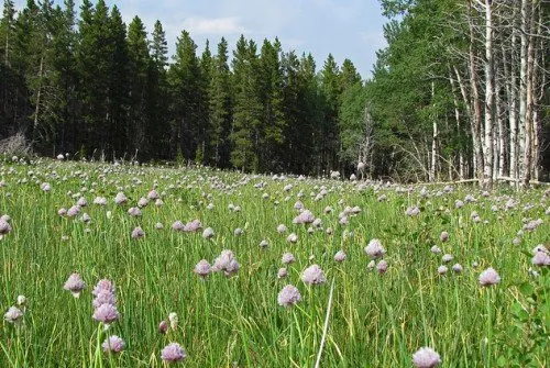 Лук Sluzun полезни свойства, отглеждане, грижи