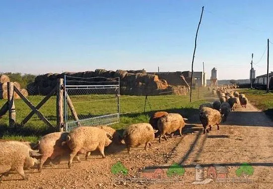 Puf de rasă maghiară creț de porc Mangalytsia