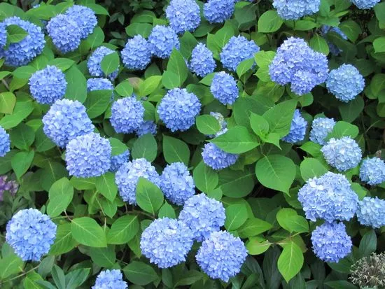 hydrangea