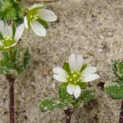 plantare Yaskolka și de îngrijire, fotografie, cultivarea în câmp deschis, reproducere și asociere în peisaj