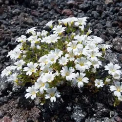 plantare Yaskolka și de îngrijire, fotografie, cultivarea în câmp deschis, reproducere și asociere în peisaj