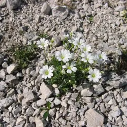 plantare Yaskolka și de îngrijire, fotografie, cultivarea în câmp deschis, reproducere și asociere în peisaj