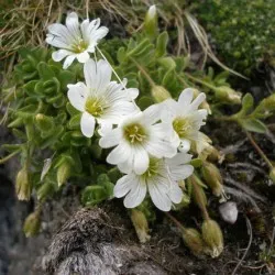 plantare Yaskolka și de îngrijire, fotografie, cultivarea în câmp deschis, reproducere și asociere în peisaj