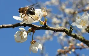 cultivatorii de măr descriere prezent, fotografii, recenzii