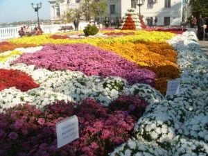 Chrysanthemum descrierea de fată a soi, de plantare, condițiile de creștere, îngrijire adecvată