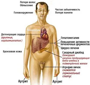 Заболявания на черния дроб и жлъчния мехур симптоми и лечение на народната медицина, билки