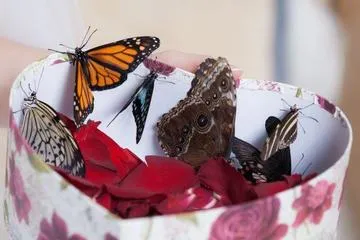 Ярки приказни фойерверки (фойерверки) на пеперуди в Москва пеперуди ниска цена в пликове, кутии,