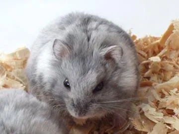 Caracteristicile rasei de hamster pitic Campbell și condițiile de detenție