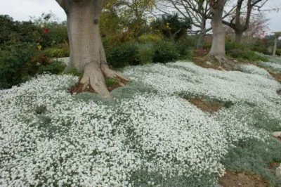 tomentosum Cerastium (covor de zăpadă) îngrijire și cultivarea semințelor