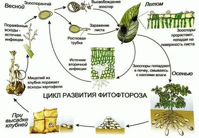 Hom - преработката на домати