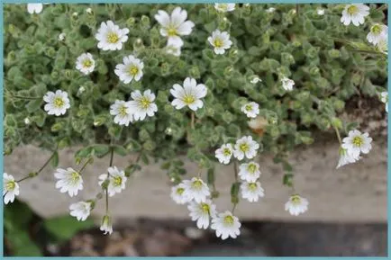 plantare Yaskolka și de îngrijire, fotografie, cultivarea în câmp deschis, reproducere și asociere în peisaj