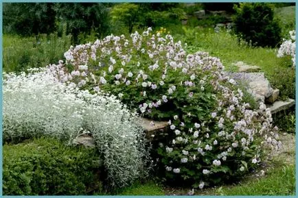 plantare Yaskolka și de îngrijire, fotografie, cultivarea în câmp deschis, reproducere și asociere în peisaj