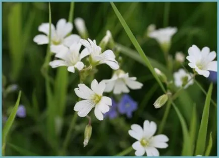 plantare Yaskolka și de îngrijire, fotografie, cultivarea în câmp deschis, reproducere și asociere în peisaj