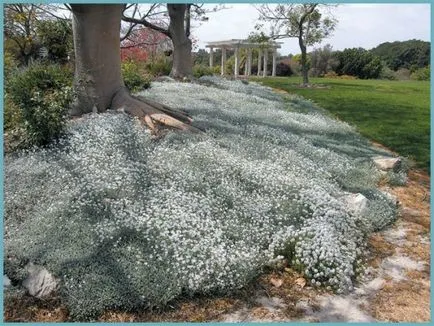 plantare Yaskolka și de îngrijire, fotografie, cultivarea în câmp deschis, reproducere și asociere în peisaj