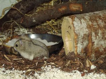 Caracteristicile rasei de hamster pitic Campbell și condițiile de detenție