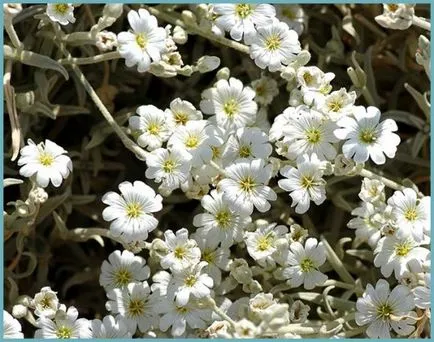 plantare Yaskolka și de îngrijire, fotografie, cultivarea în câmp deschis, reproducere și asociere în peisaj